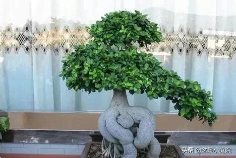 榕樹盆栽|种植榕树盆景？看这一篇就够了